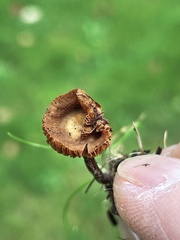 Deconica