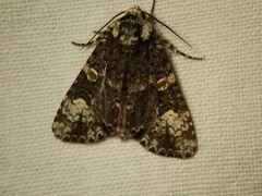 Craniophora ligustri