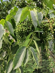 Phellodendron amurense