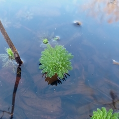 Myriophyllum aquaticum