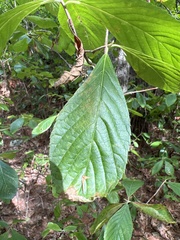 Alnus serrulata