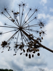 Angelica atropurpurea