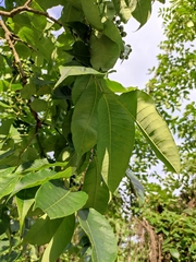 Phellodendron amurense