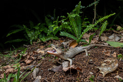 Cyclodomorphus gerrardii