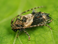 Pogonocherus hispidus