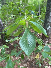 Alnus serrulata