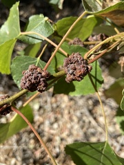 Aceria parapopuli