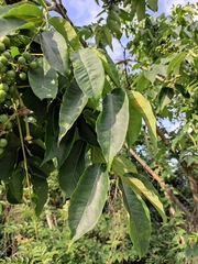 Phellodendron amurense