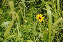Rudbeckia hirta