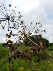 Angelica atropurpurea