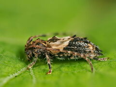 Pogonocherus hispidus