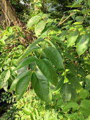 Phellodendron amurense