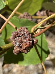 Aceria parapopuli
