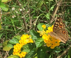 Junonia lemonias