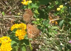 Junonia lemonias