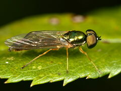 Sargus bipunctatus
