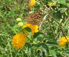 Junonia lemonias