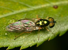 Sargus bipunctatus