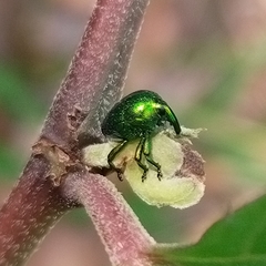 Eurhinus