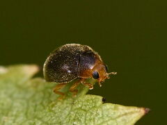 Scymnus rubromaculatus