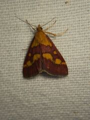 Pyrausta purpuralis