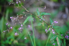 Desmodium ciliare