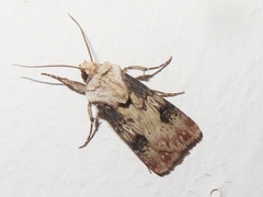 Agrotis puta