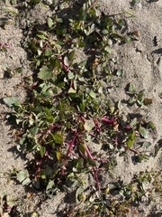 Chenopodium macrospermum