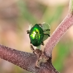 Eurhinus
