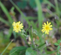 Youngia japonica