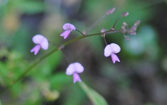 Desmodium ciliare