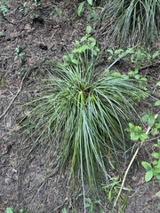 Xerophyllum tenax