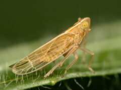 Stenocranus minutus