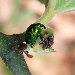 Eurhinus