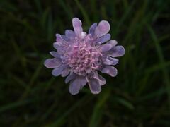 Scabiosa