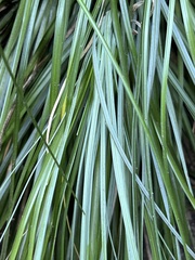 Xerophyllum tenax