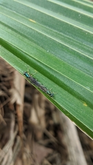 Merosargus
