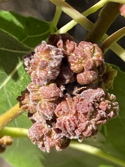 Aceria parapopuli