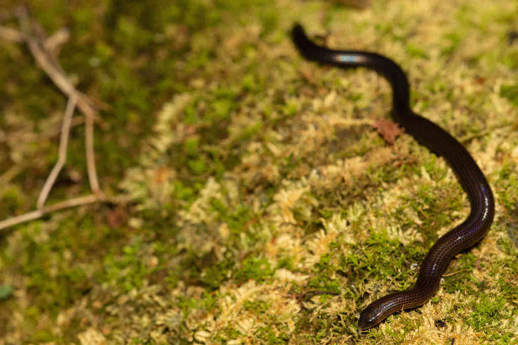 Western Limbless Skink