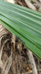 Merosargus