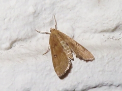 Parapoynx stratiotata