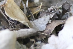 Digrammia muscariata