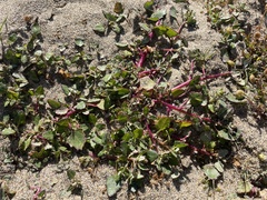 Chenopodium macrospermum