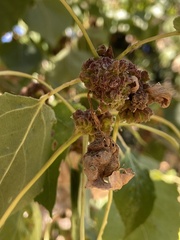 Aceria parapopuli