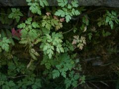 Geranium robertianum