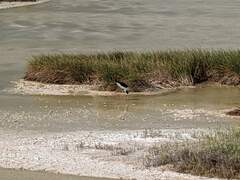 Himantopus mexicanus knudseni