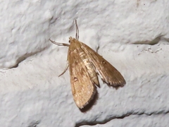 Parapoynx stratiotata