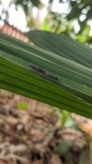 Merosargus