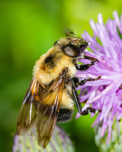 Yellow-faced Swiftwing (Volucella facialis) · iNaturalist