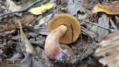 Suillellus luridus